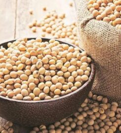 Gujarat Ambuja Exports Ltd.