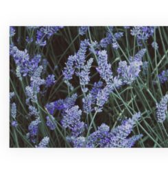 PECO PERFUMERS | Perfumes manufacturer