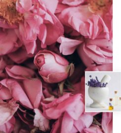 PECO PERFUMERS | Perfumes manufacturer
