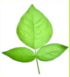 Zivisha Herbal & Organic Pvt Ltd