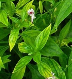 Zivisha Herbal & Organic Pvt Ltd